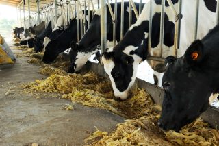 Stock Photography: iStock_000051662516_Large-legal-guarantee-524691235 Dairy cows feeding in a row