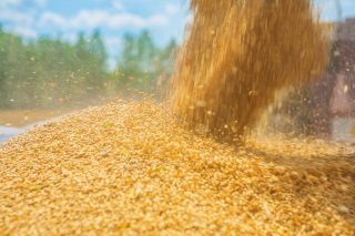 Stock Photography: iStock-534941441.jpg pouring corns of wheat close  up instagram stile