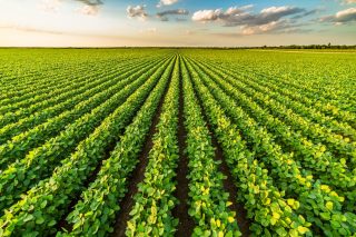 Stock Photography: Green ripening soybean field, agricultural landscape